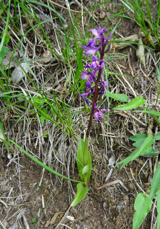 Orchis mascula subsp. speciosa